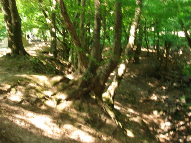 DSC05835 (Medium)